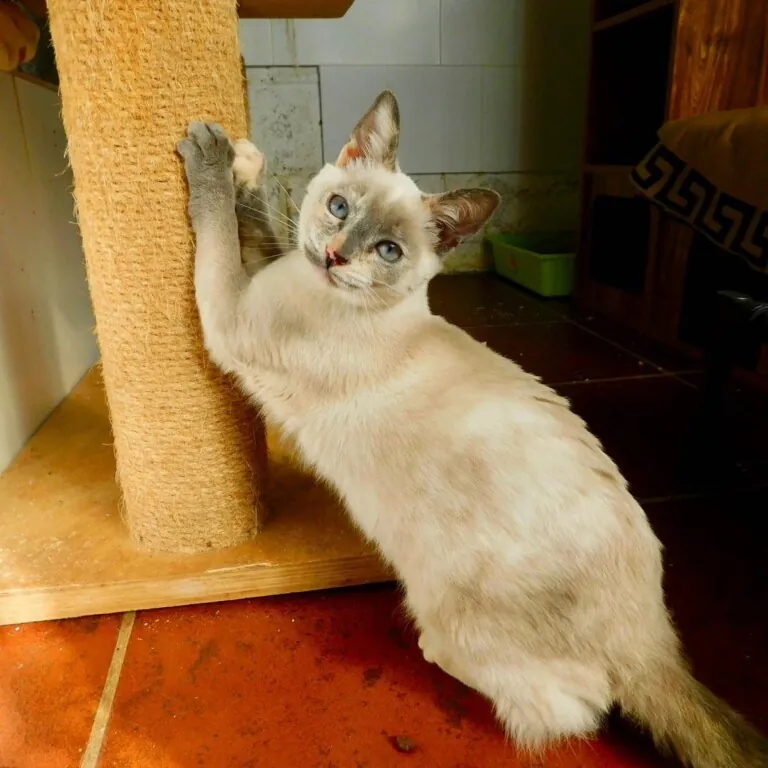 Street Cats Rescue1 768x768