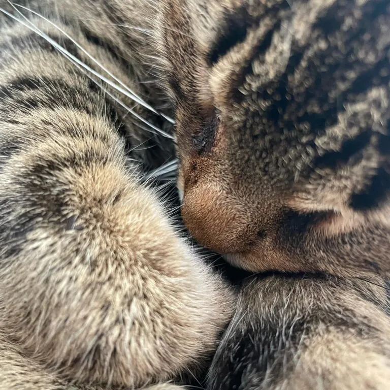 Street Cats Rescue2 768x768