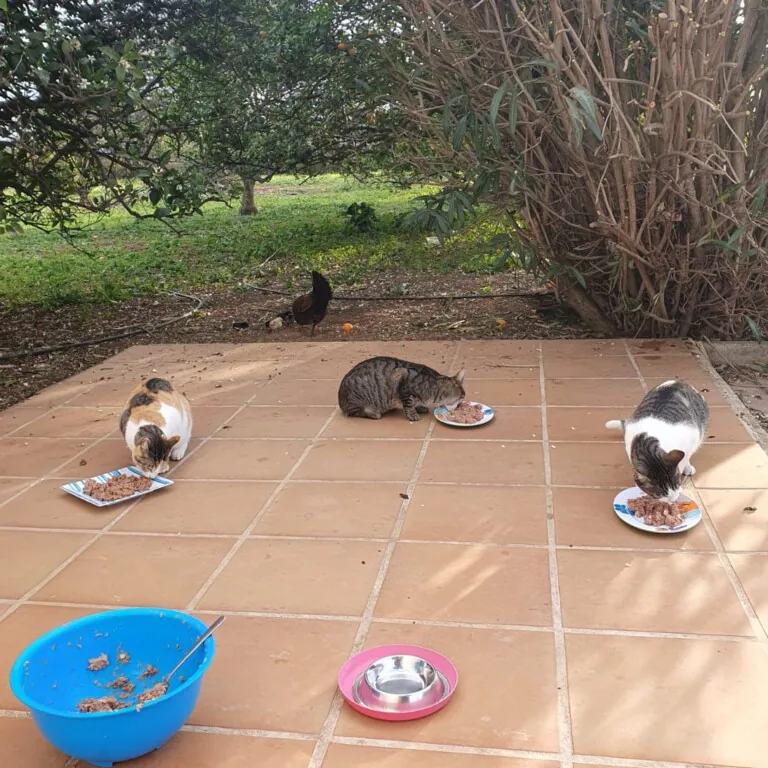 Street Cats Rescue3 768x768