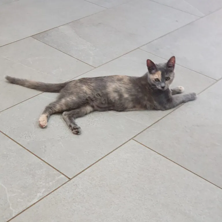 Street Cats Rescue4 768x768