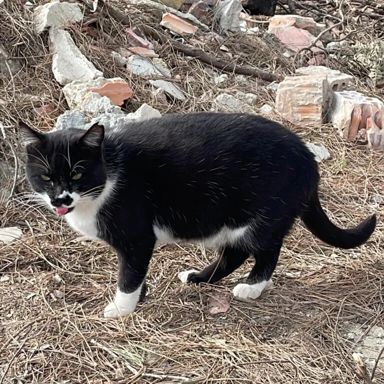 Street Cats Rescue5 768x768
