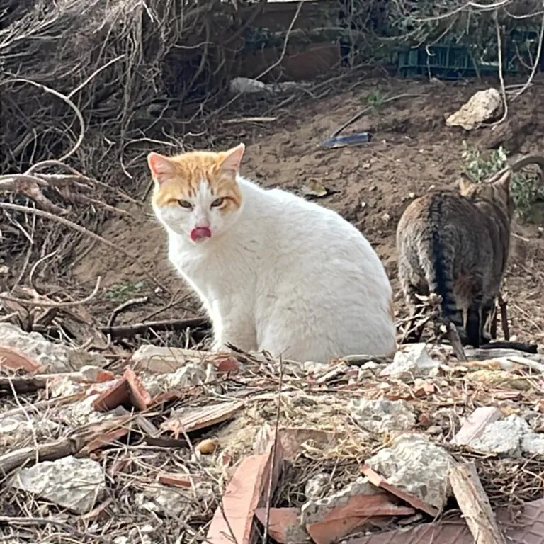 Street Cats Rescue6 768x768