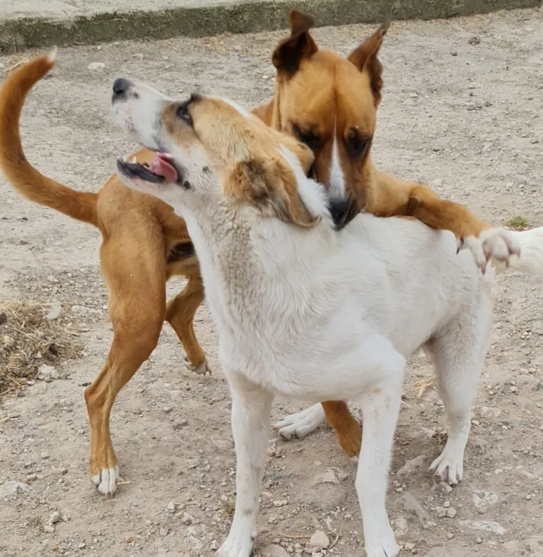 UDS Une Dos Soledades2 768x789