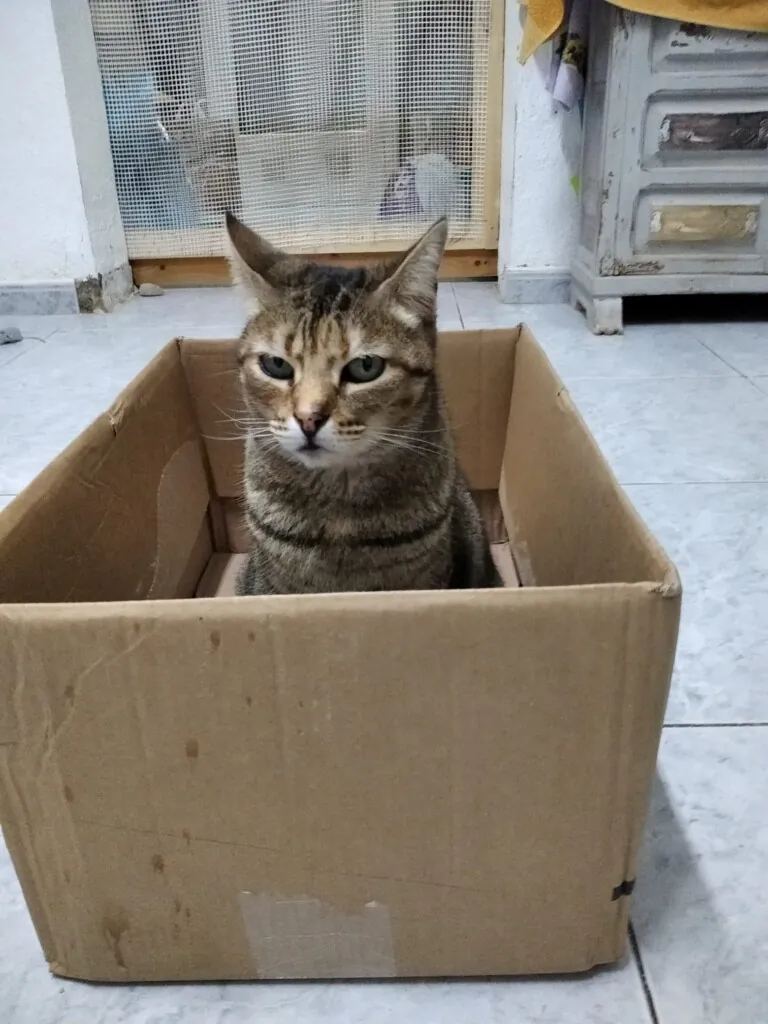 VICAR CAN FELINA1 768x1024