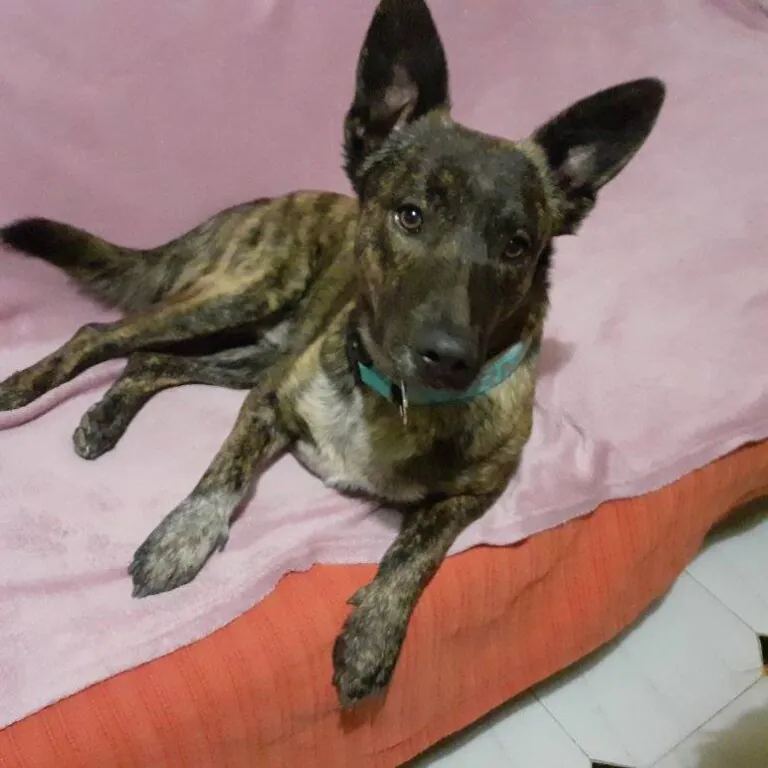 VICAR CAN FELINA2 768x768