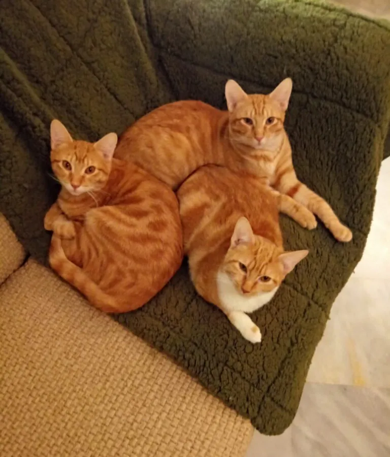 VICAR CAN FELINA3 768x900