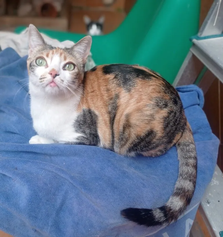 VICAR CAN FELINA4 768x817