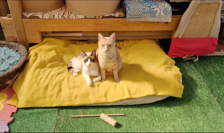 VICAR CAN FELINA5 768x456