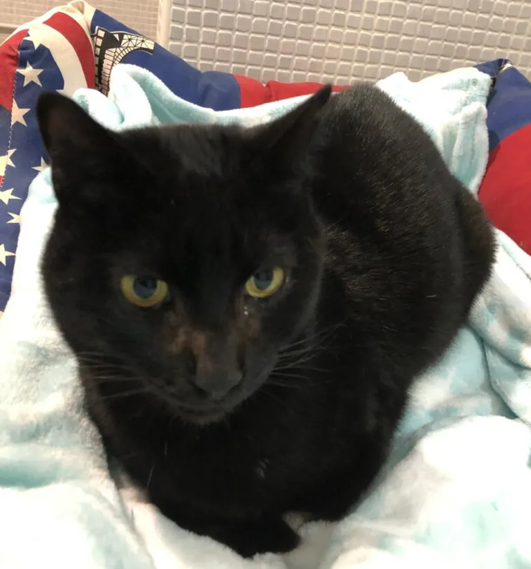 VICAR CAN FELINA6 768x823