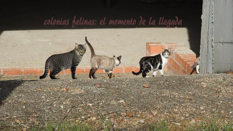 Villa Felis1 768x432