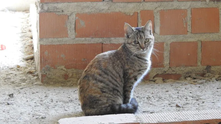 Villa Felis2 768x432