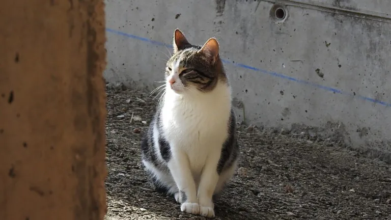 Villa Felis3 768x432