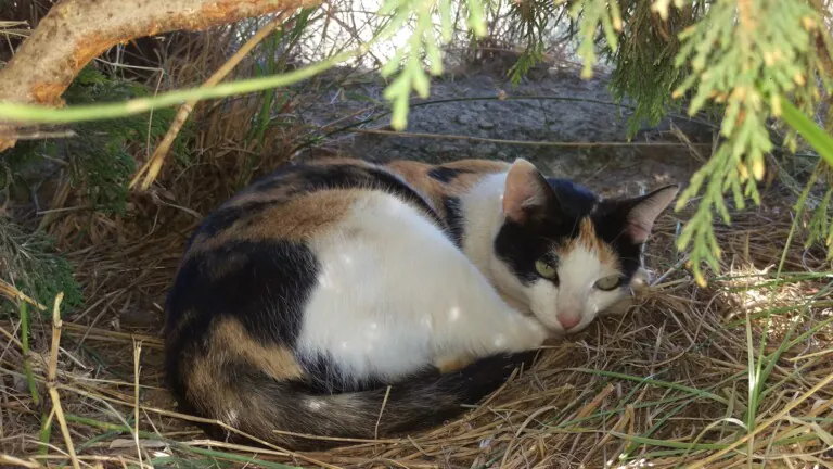 Villa Felis4 768x432