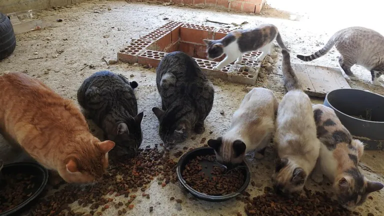 Villa Felis5 768x432