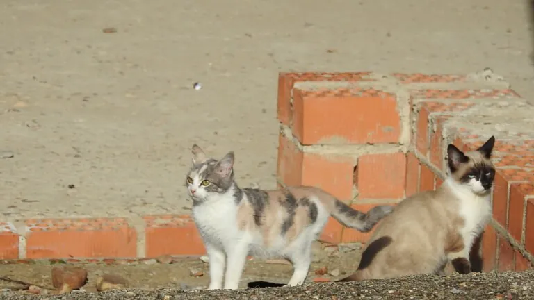 Villa Felis6 768x432