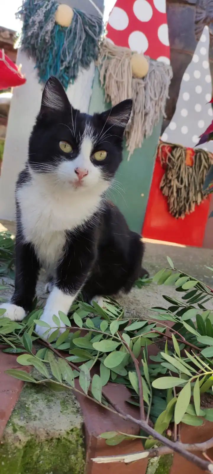 Voz Animal de Ronda1
