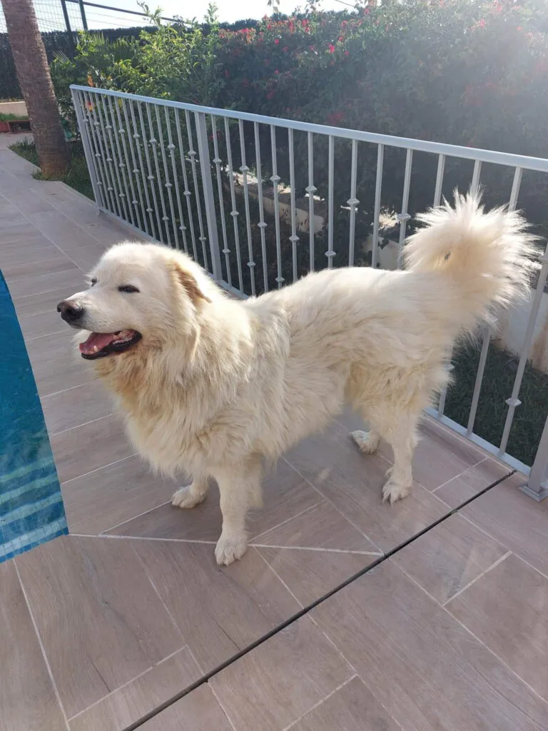 Voz Animal de Ronda6 768x1024