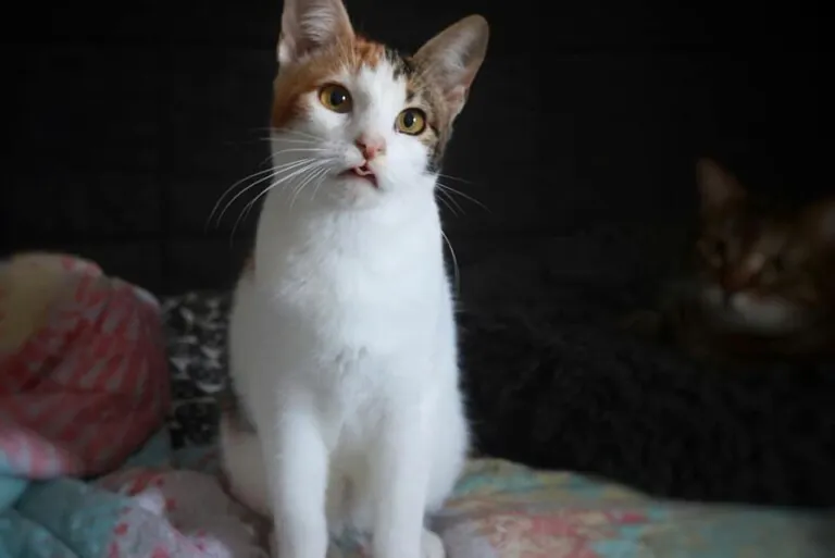 Zarpas y Huellas2 768x513