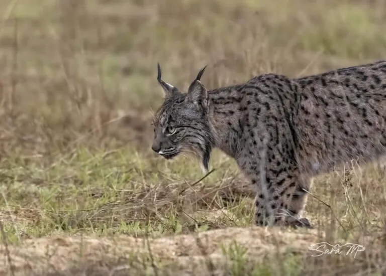 Zarpas y Huellas4 768x550