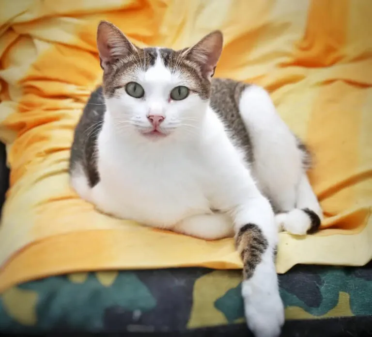 Zarpas y Huellas5 768x695