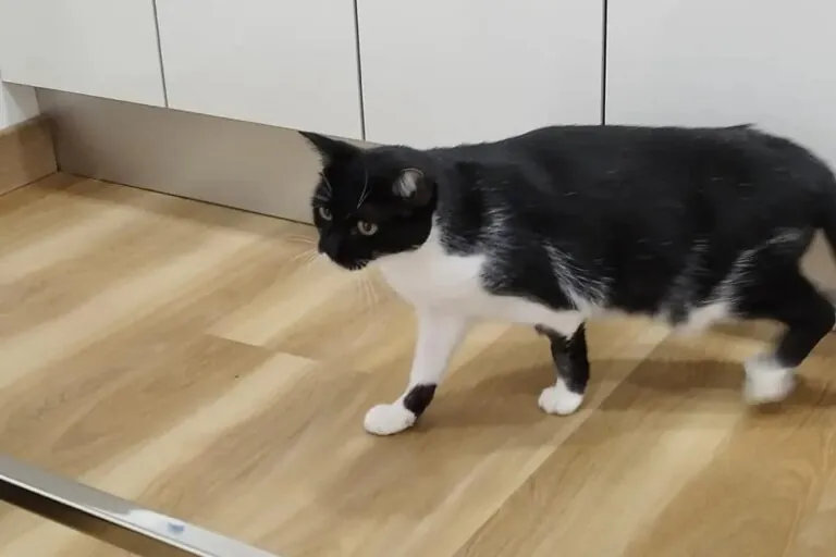 Zarpas y Huellas6 768x512