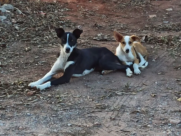 2a Oportunidad1 768x577