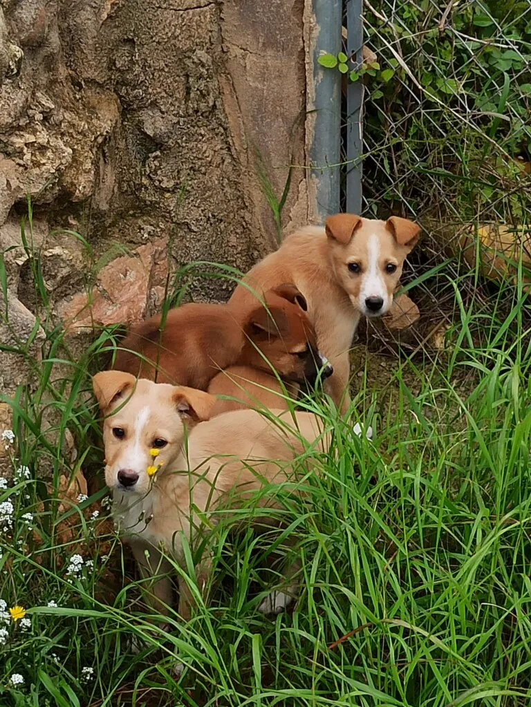 2a Oportunidad5 768x1023