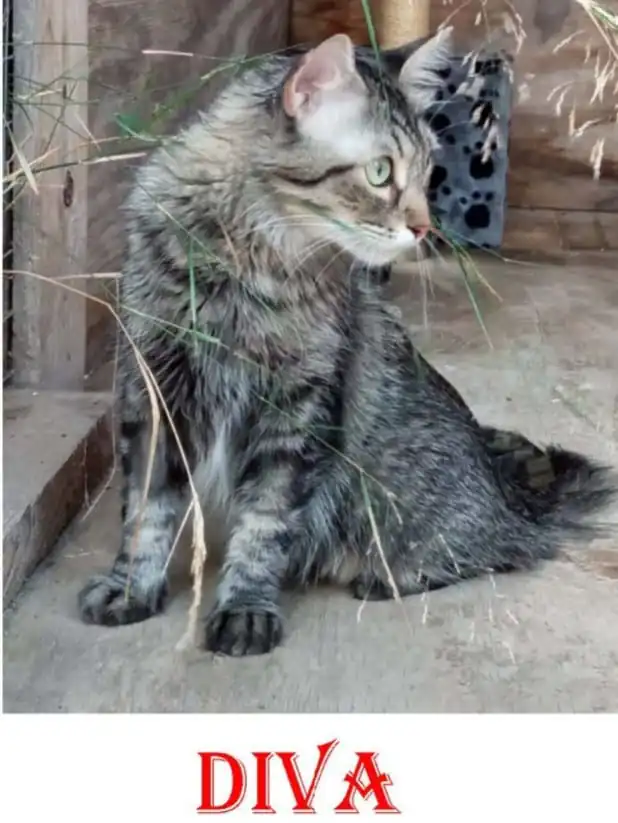 AACC Ayuda Callejeros1