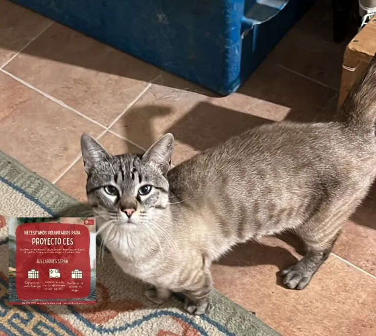 AACC Ayuda Callejeros2 768x685