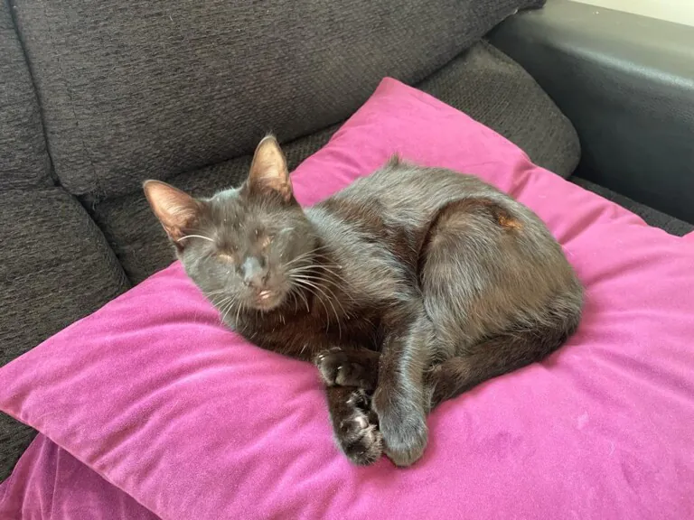 AACC Ayuda Callejeros3 768x576