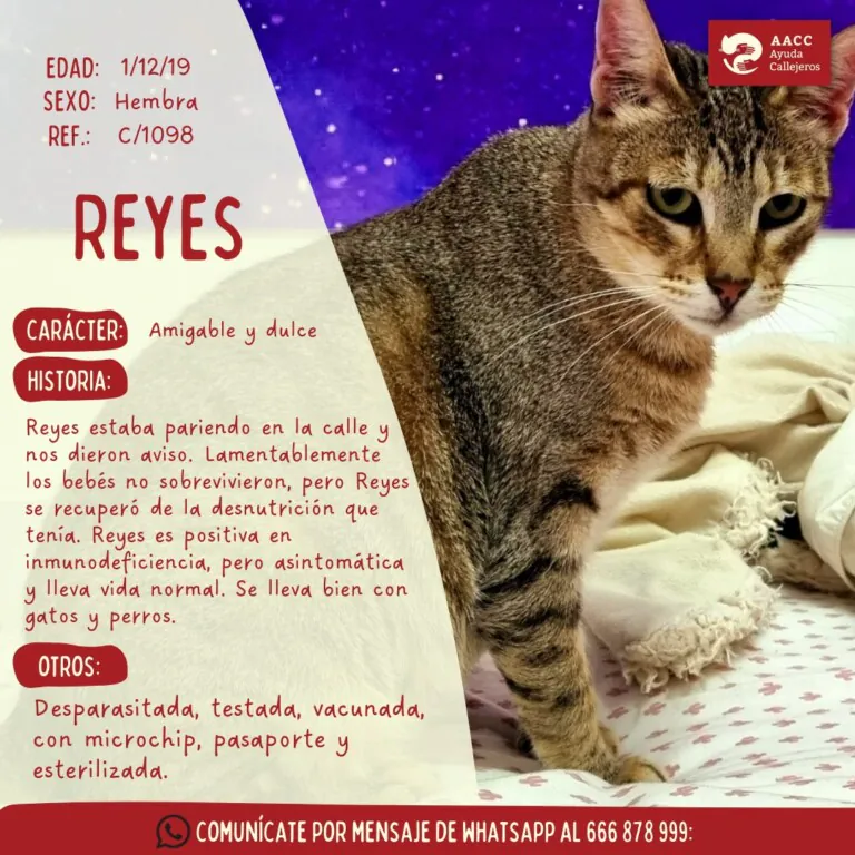 AACC Ayuda Callejeros4 768x768