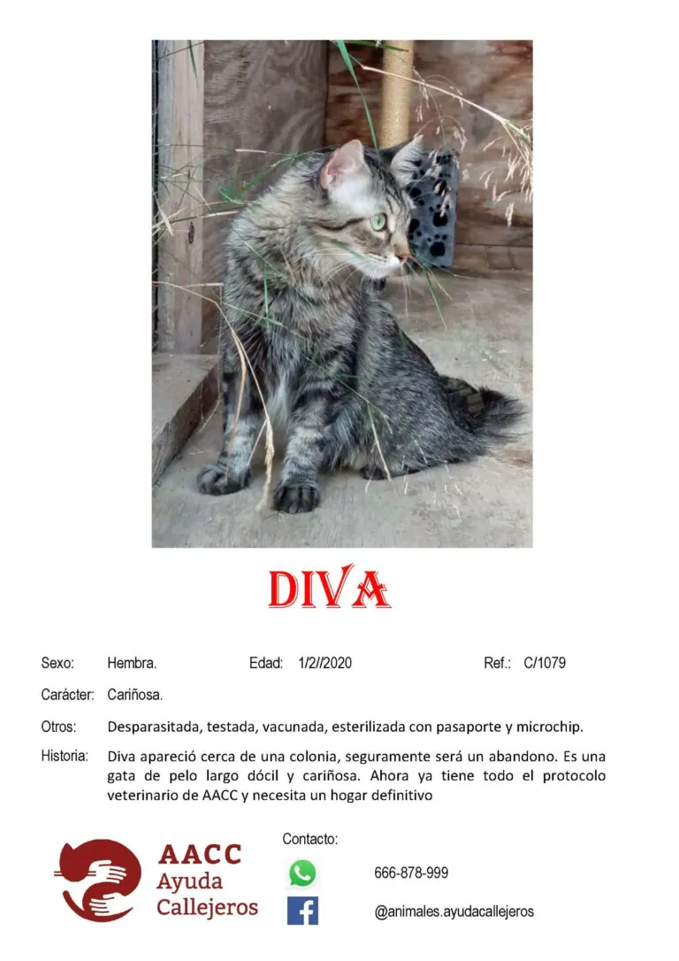 AACC Ayuda Callejeros5 768x1086