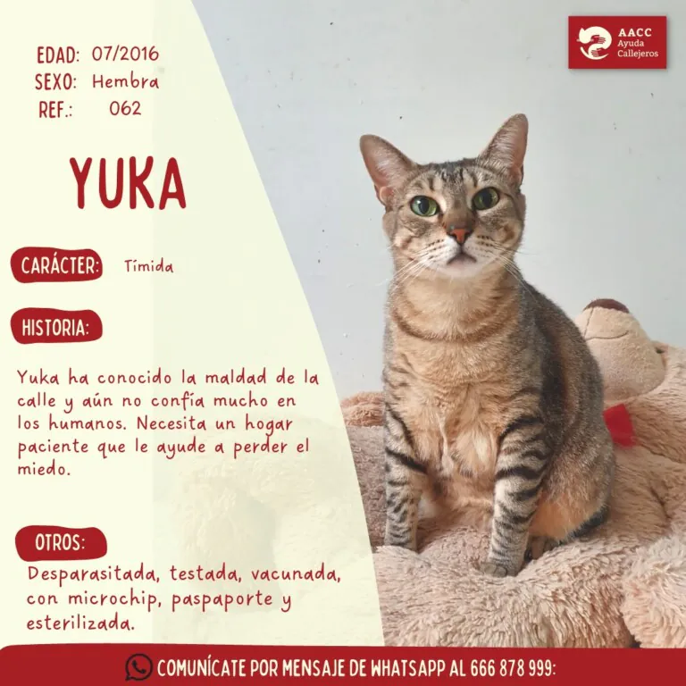 AACC Ayuda Callejeros6 768x768