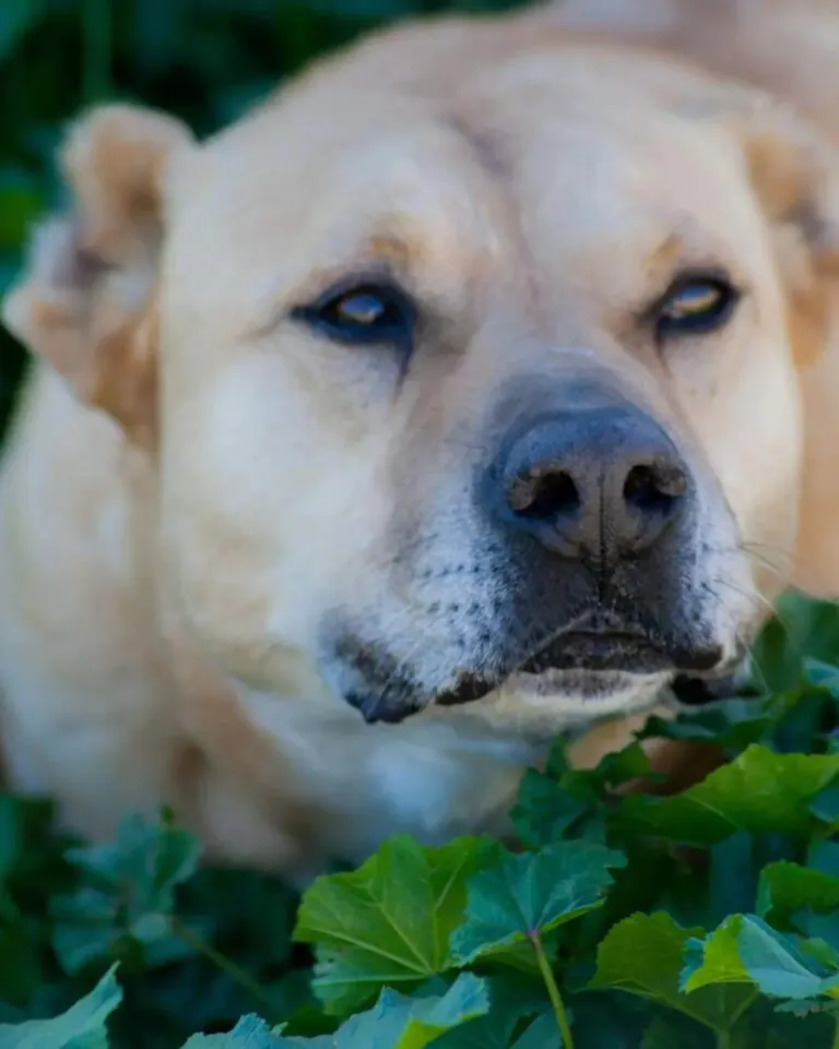 APAP Qualidice1 768x961