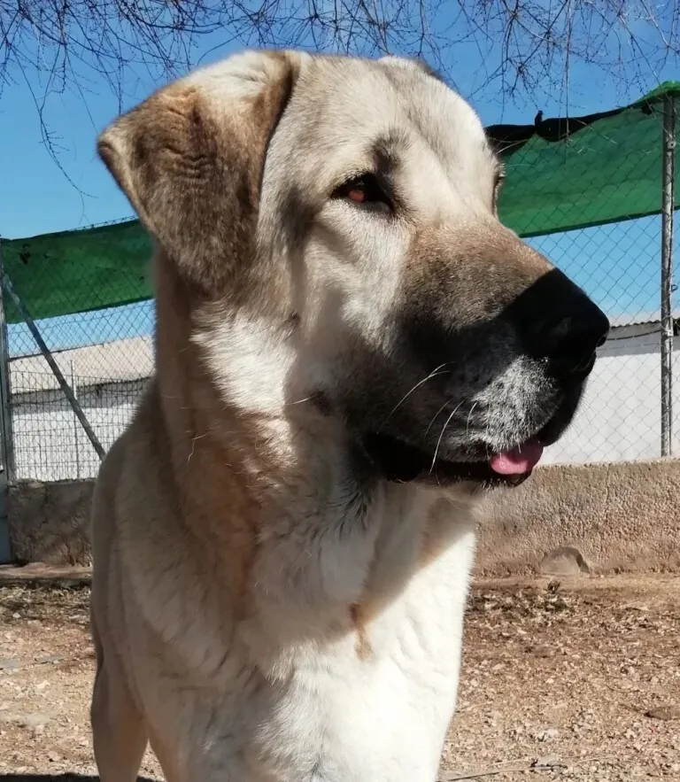 APAP Qualidice4 768x883