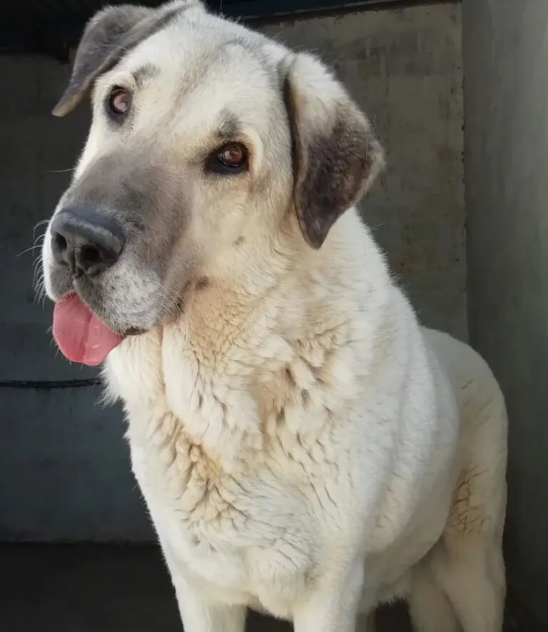 APAP Qualidice5 768x885