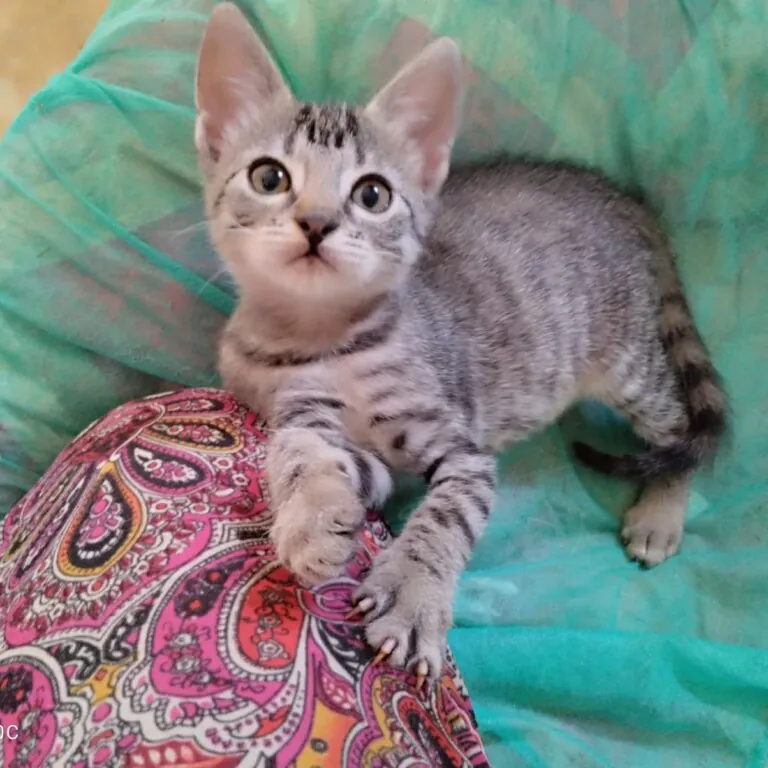 APAP Qualidice6 768x768