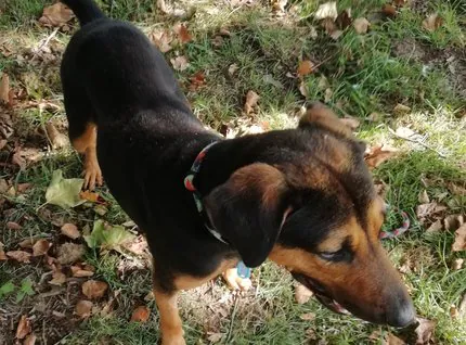 ASOCIACION PROYECTO ZEUS2