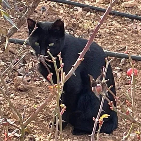 Accion animal Granatula3