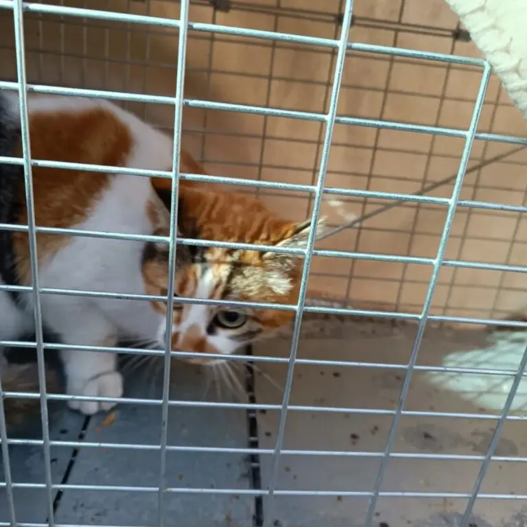 Accion animal Granatula4 768x768