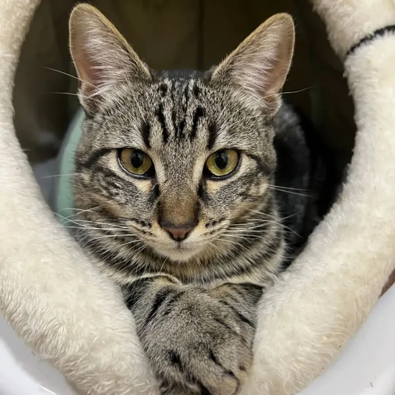 Accion animal Granatula5 768x768