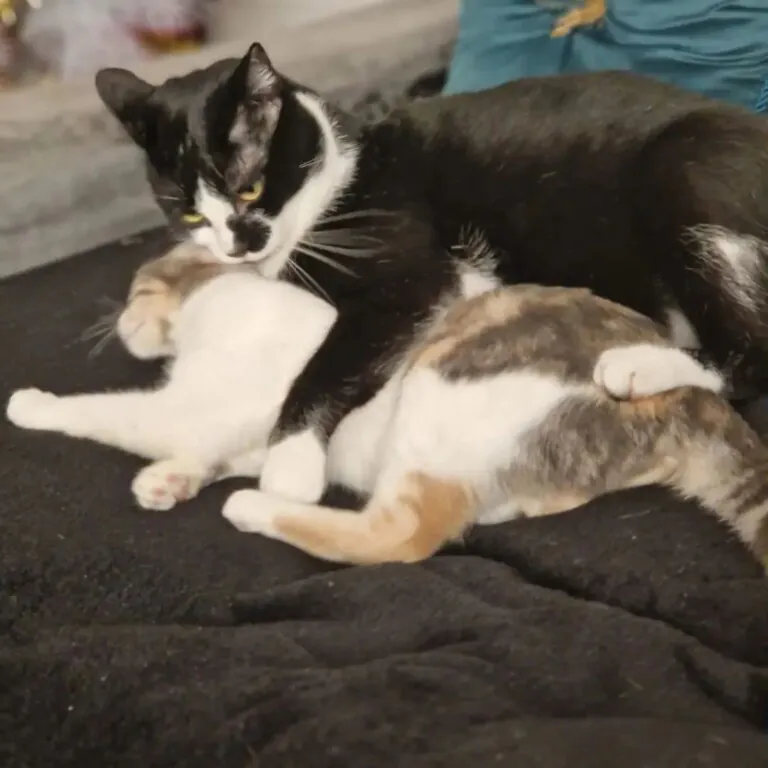 Accion animal Granatula6 768x768