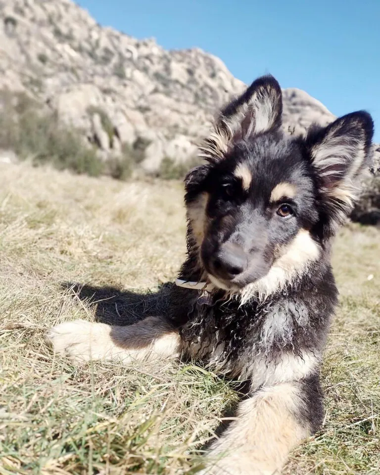 Adopta en los Abedules1 768x960