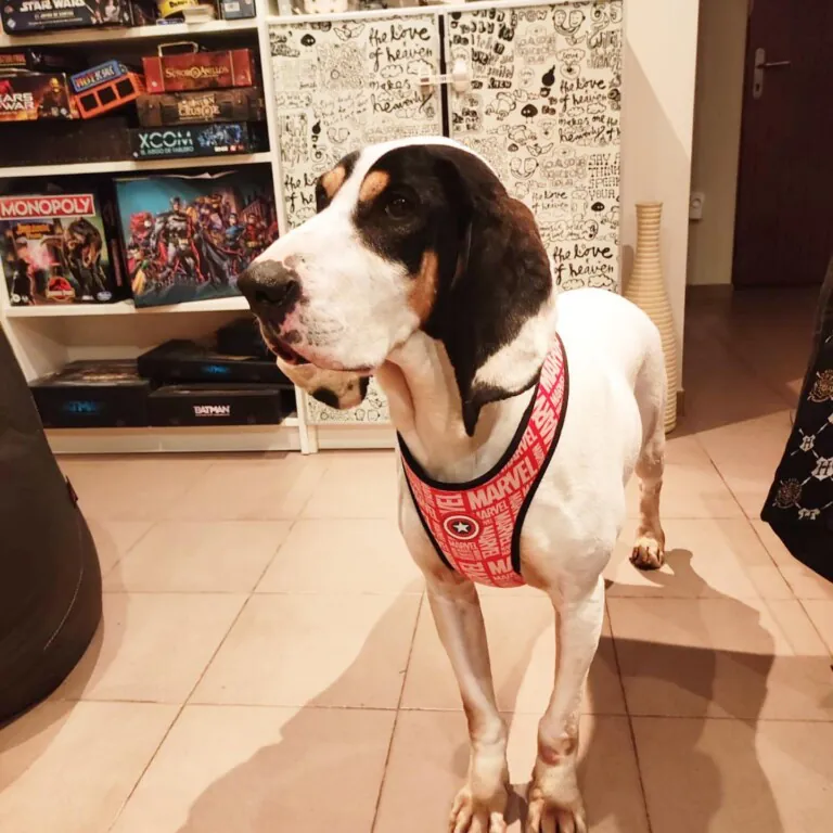 Adopta en los Abedules3 768x768