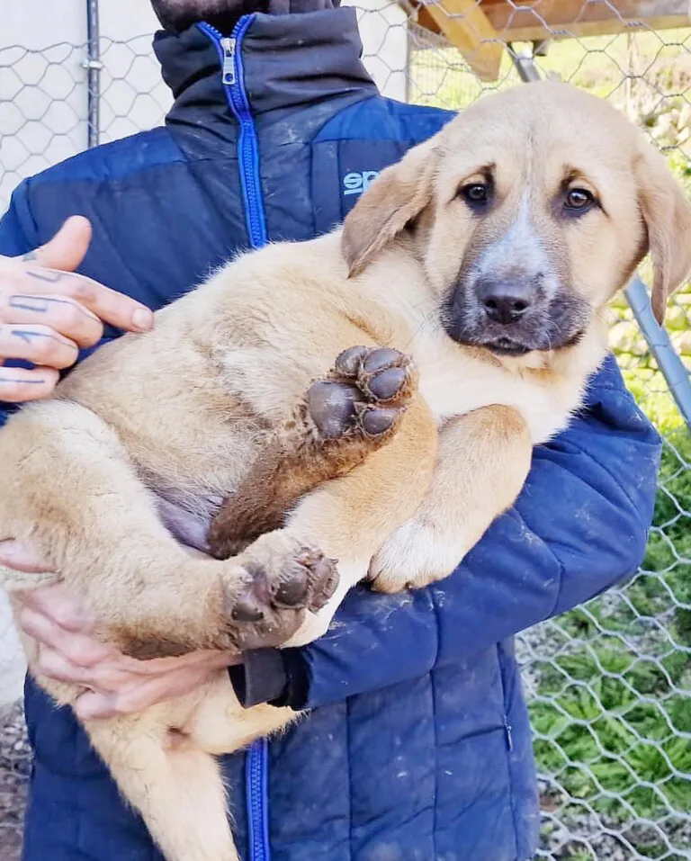 Adopta en los Abedules4 768x957