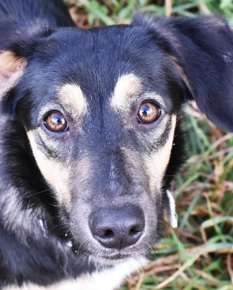 Adopta en los Abedules5 768x957