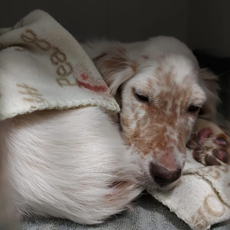 Adopta en los Abedules6 768x768