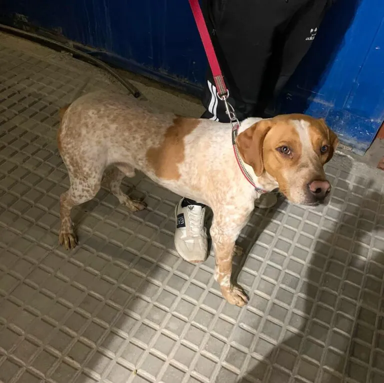 Alma Animal1 768x765