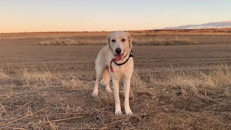 Alma Animal2 768x432