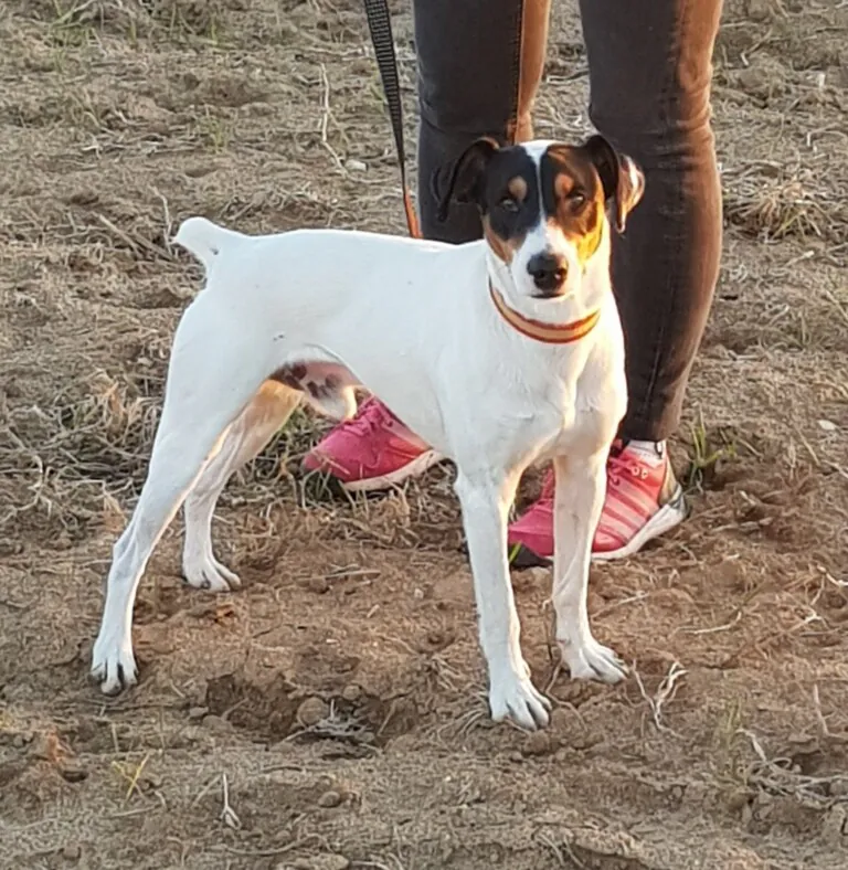 Alma Animal3 768x788